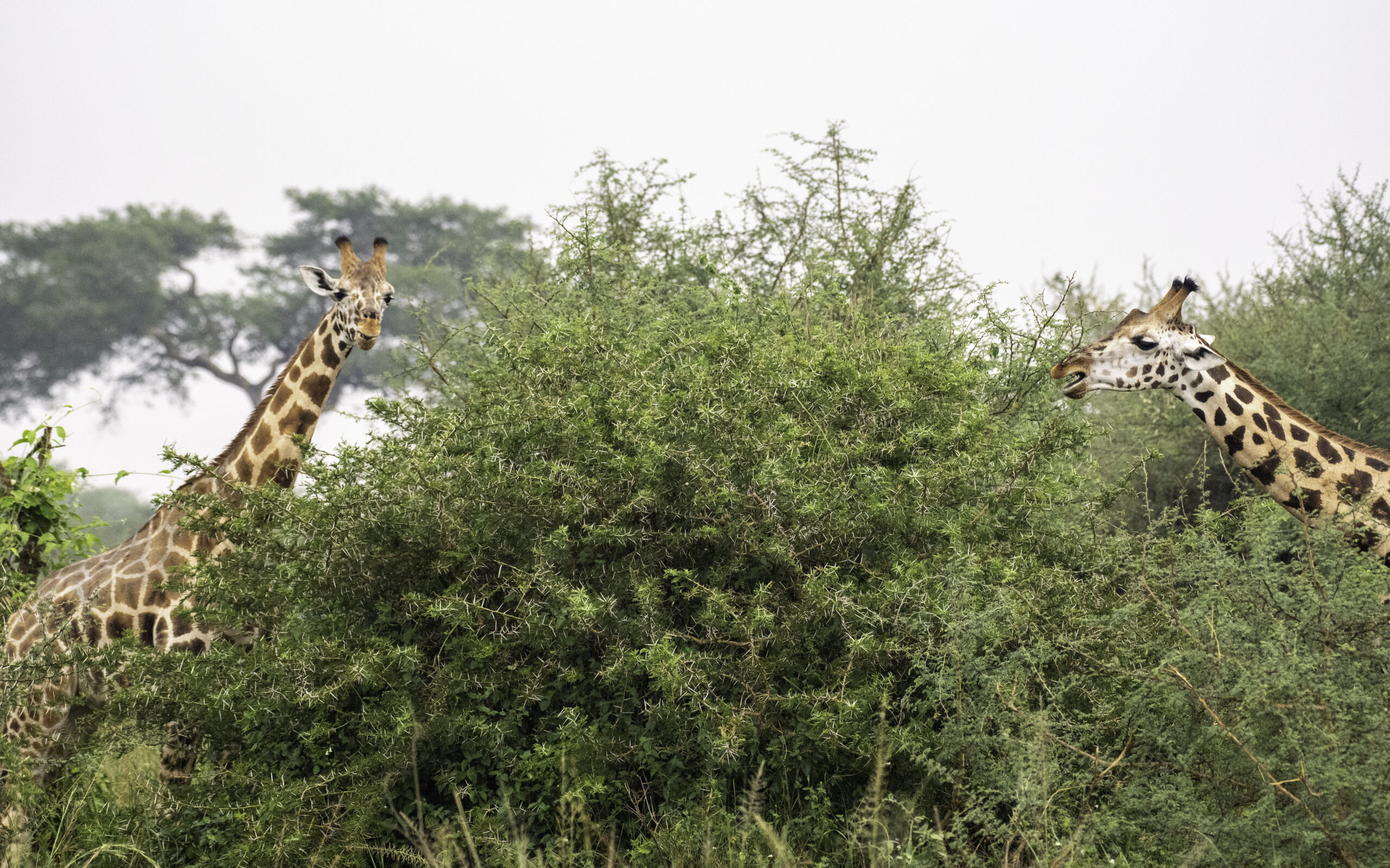 Discover the best time to visit Uganda for gorilla trekking, wildlife safaris, and birding. Learn about seasons, weather, and monthly travel tips.