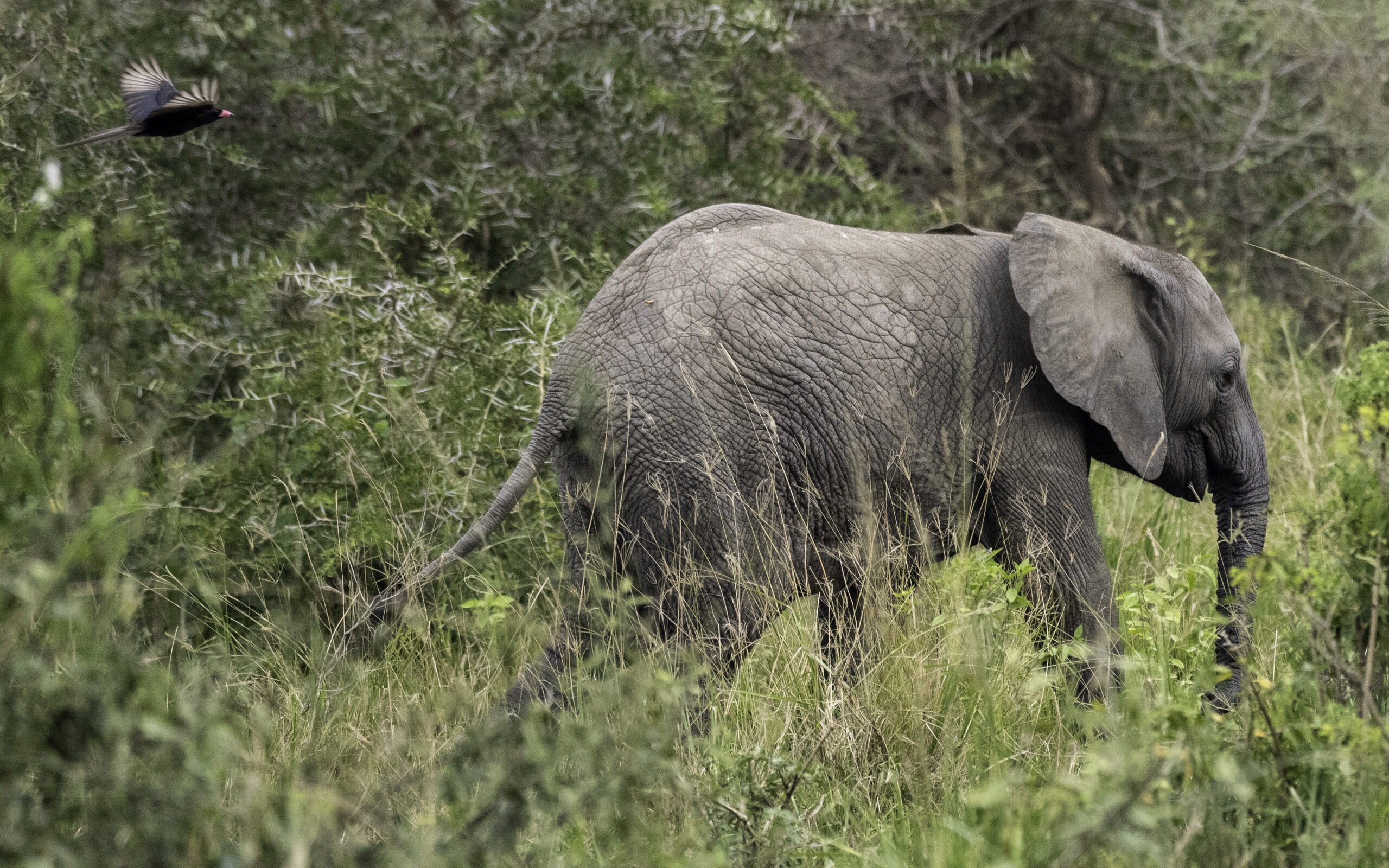 How to Pick Safari Destinations in Africa: A Complete Travel Guide