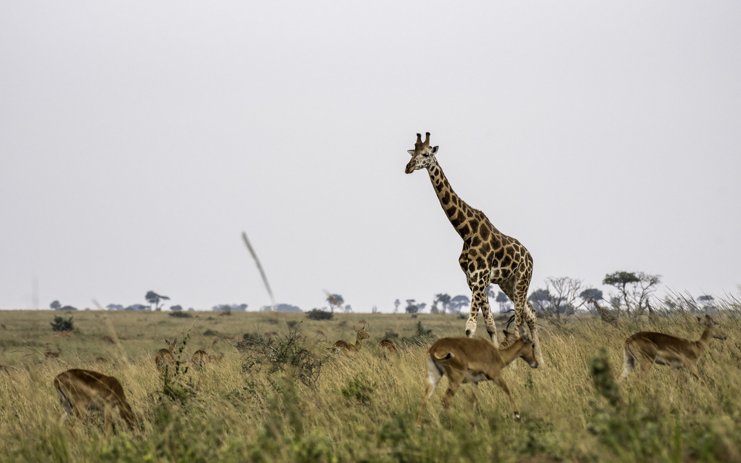 7-days-ultimate-uganda-primate-and-wildlife-safari