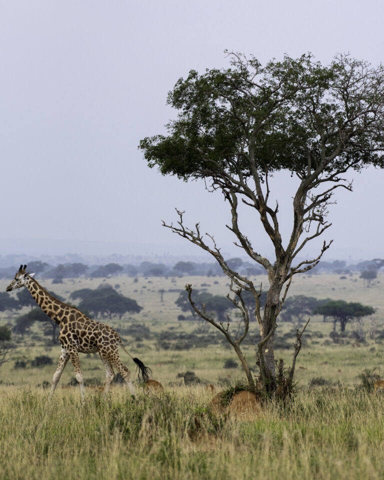 10-Day Rwanda Safari Package: Gorillas, Wildlife & Lake Kivu Experience