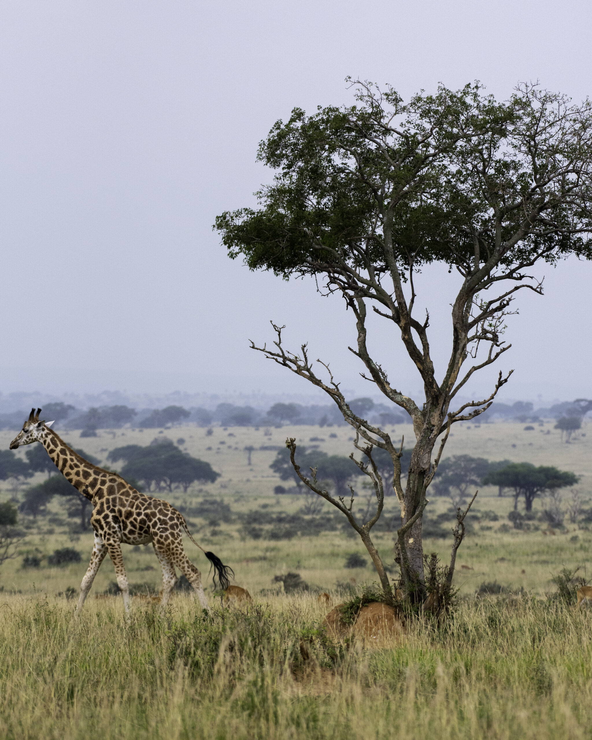10-Day Rwanda Safari Package: Gorillas, Wildlife & Lake Kivu Experience