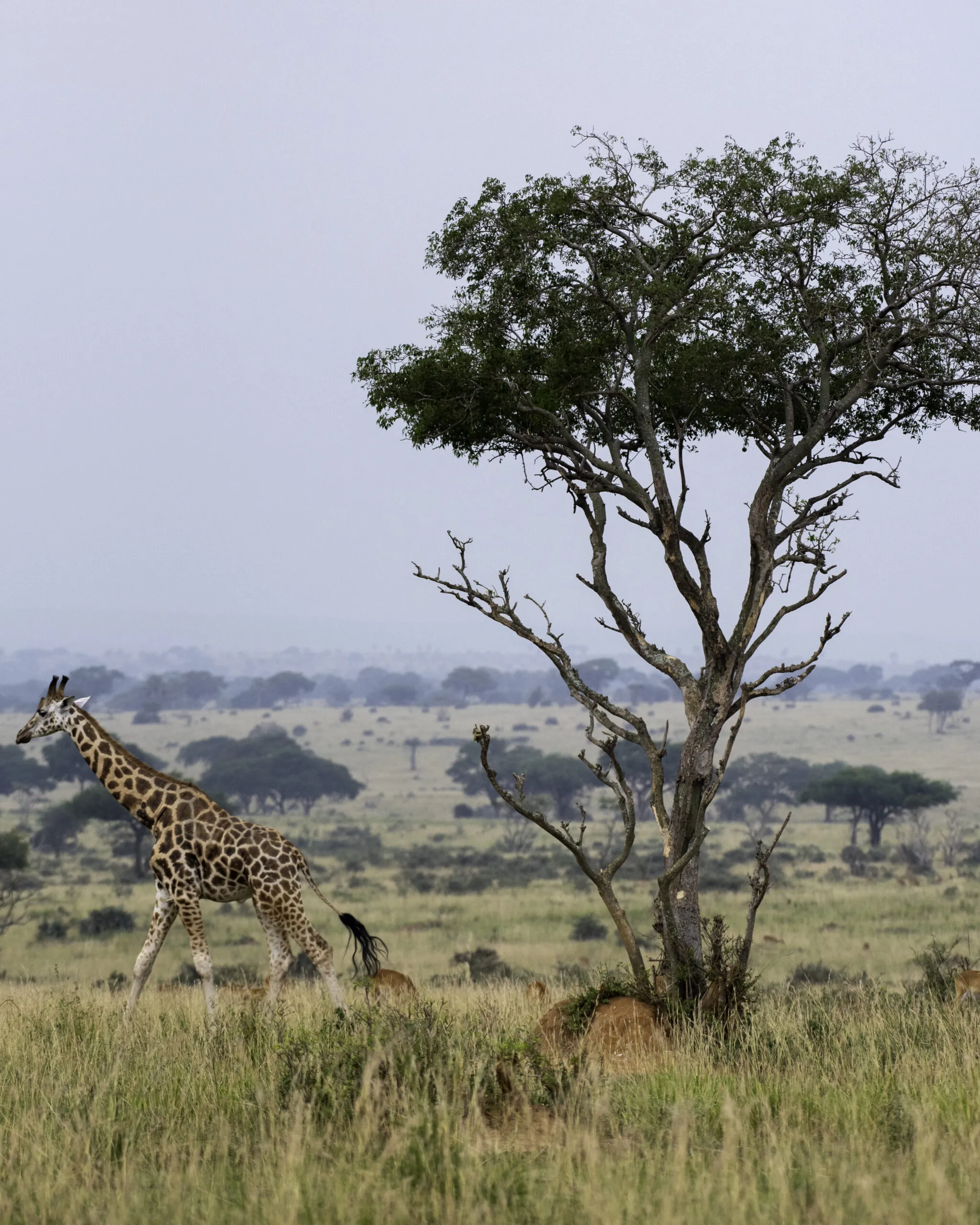 10-Day Rwanda Safari Package: Gorillas, Wildlife & Lake Kivu Experience