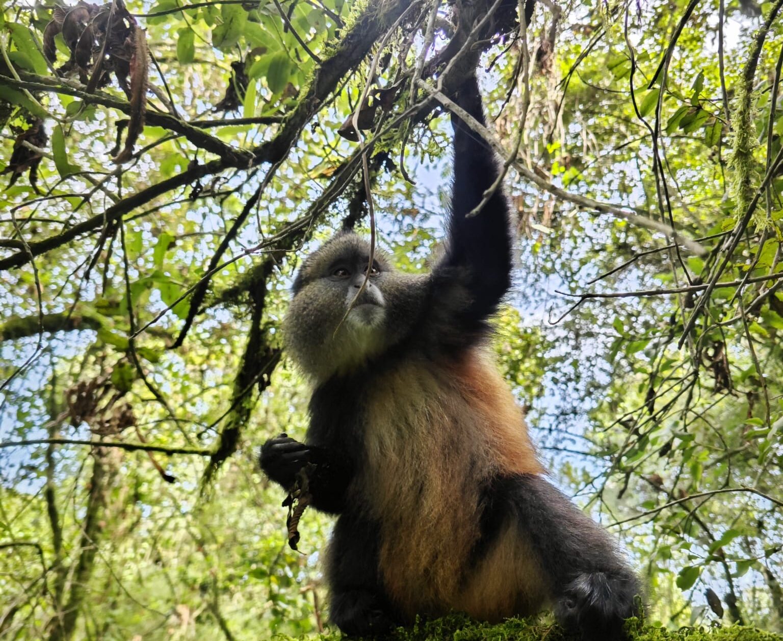 The Cercopithecus kandti has a varied diet. However, bamboo is its main food source.It feeds on: