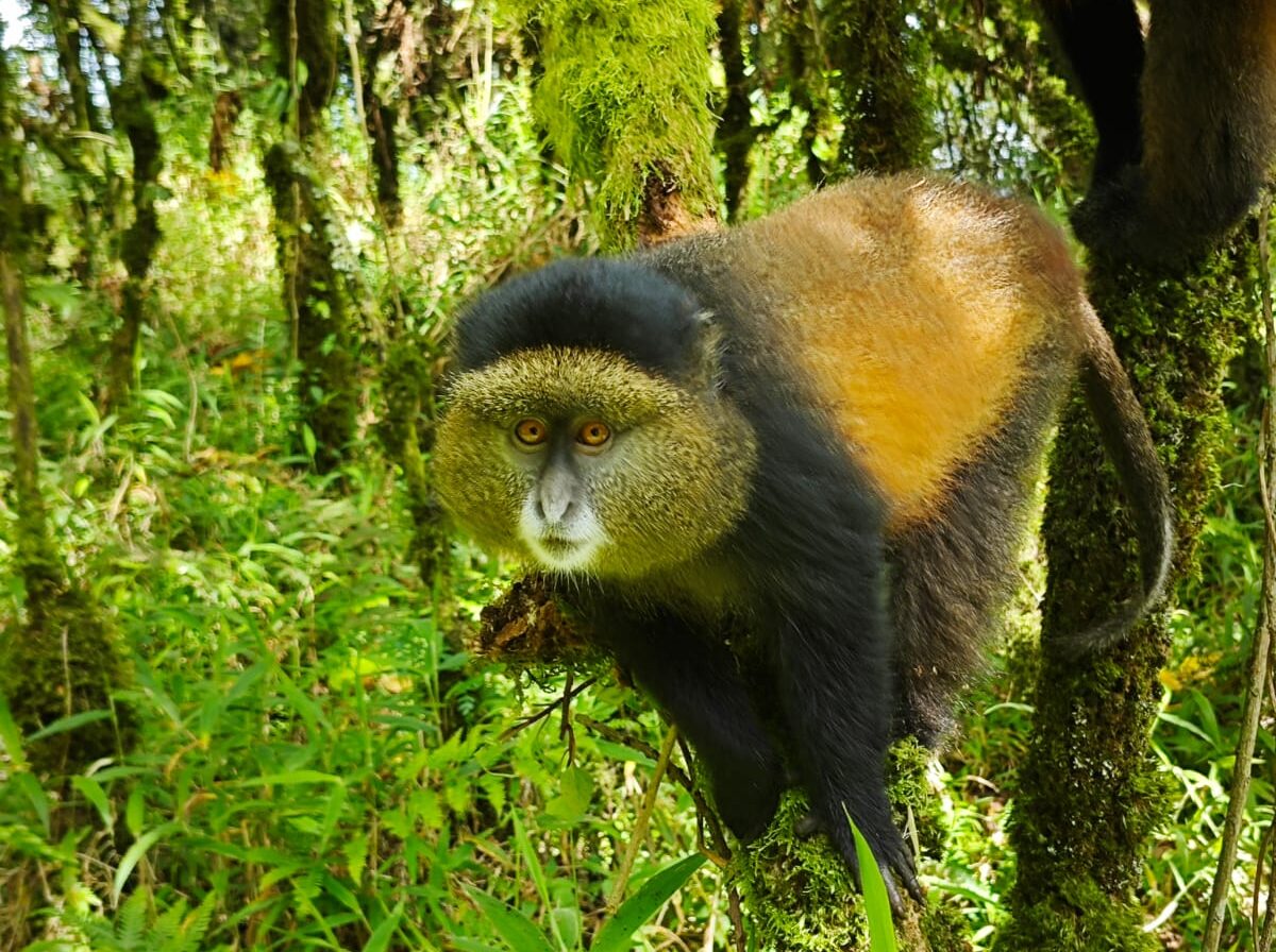 rwanda golden monkey, Where to Go After Gorilla Trekking