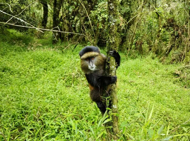 what you need to know, The golden monkey is a subspecies of the blue monkey. It is scientifically known as Cercopithecus kandti.