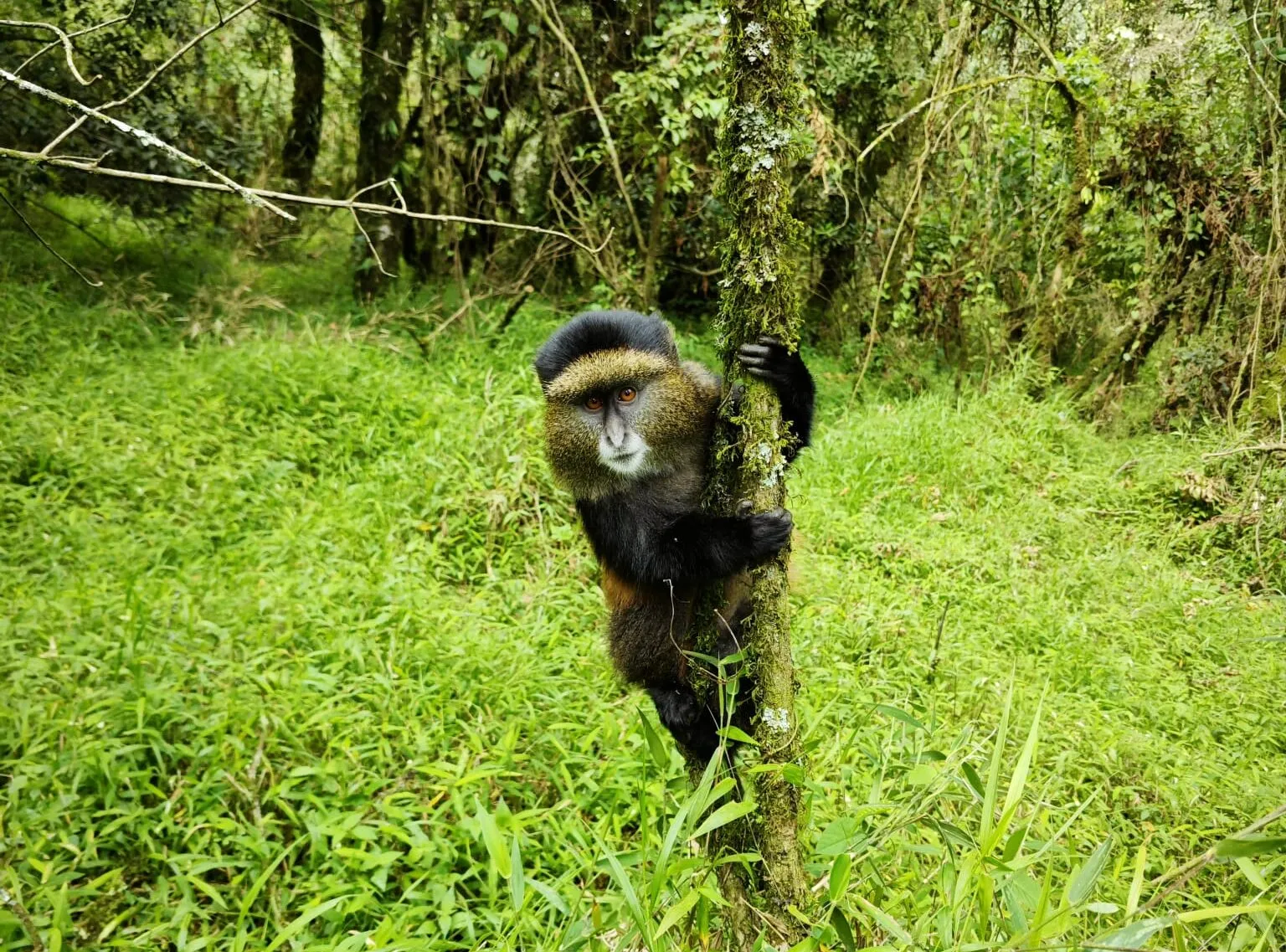 what you need to know, The golden monkey is a subspecies of the blue monkey. It is scientifically known as Cercopithecus kandti.
