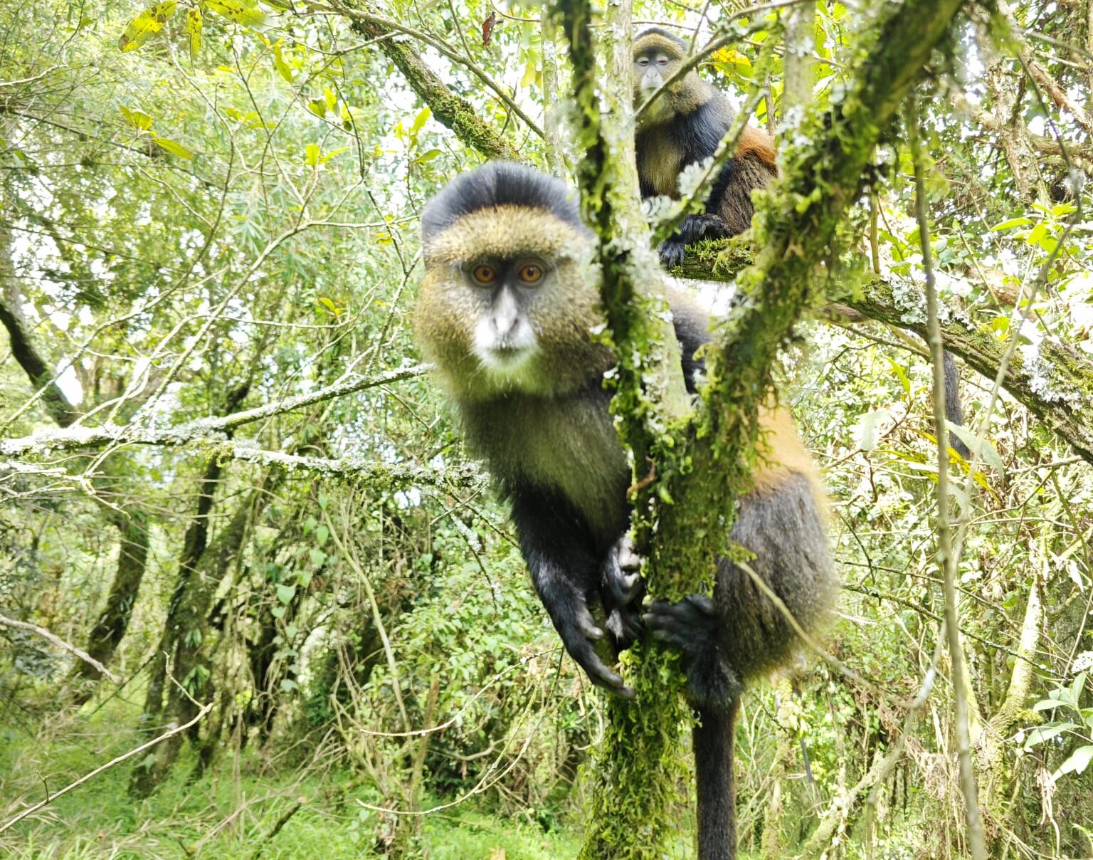 golden Monkey carrying its baby, Gorilla Habituation Experience