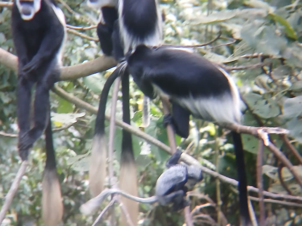 Colobus Monkey