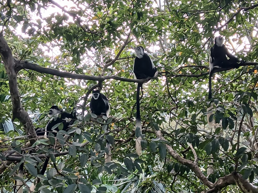 The white colobus monkey is one of Africa’s most striking and graceful primates