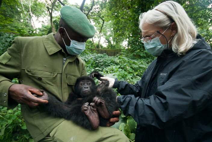 this is the best time to watch mountain gorillas in uganda