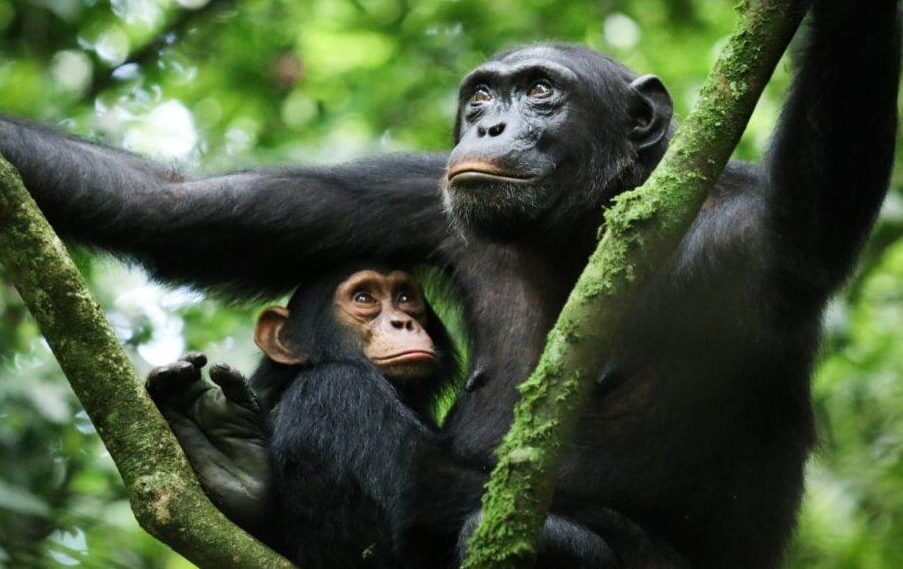 Best Times to Visit Rwanda to see chimpanzee carring his baby