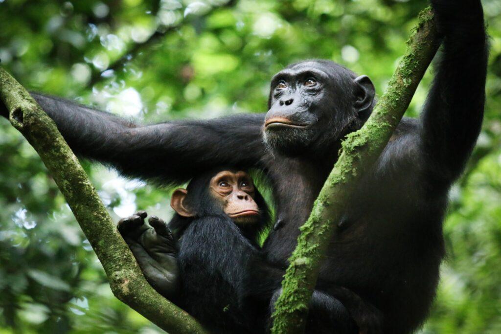 Best time for chimpanzee trekking in Kibale