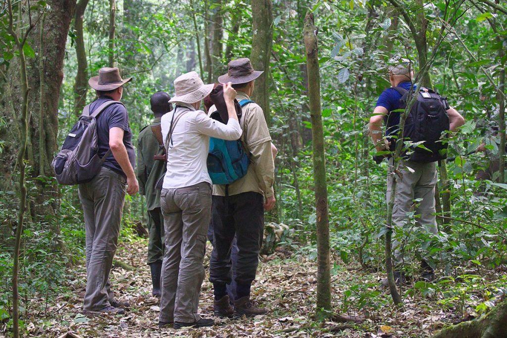 Chimpanzee trekking in Kibale National Park