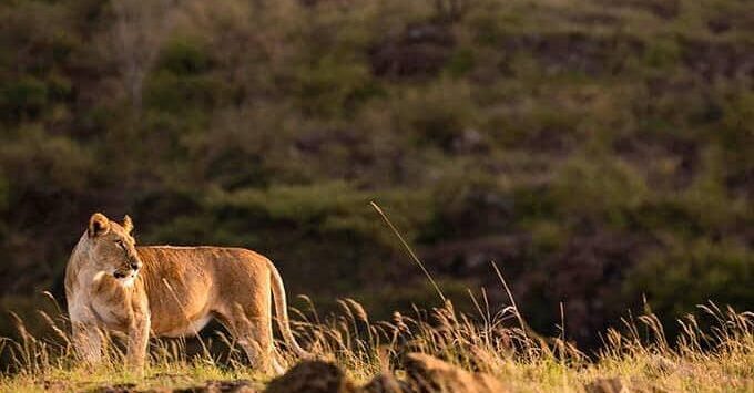 Lion looking at the Wildebeests