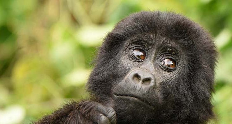 a younger gorilla looking at the tourist