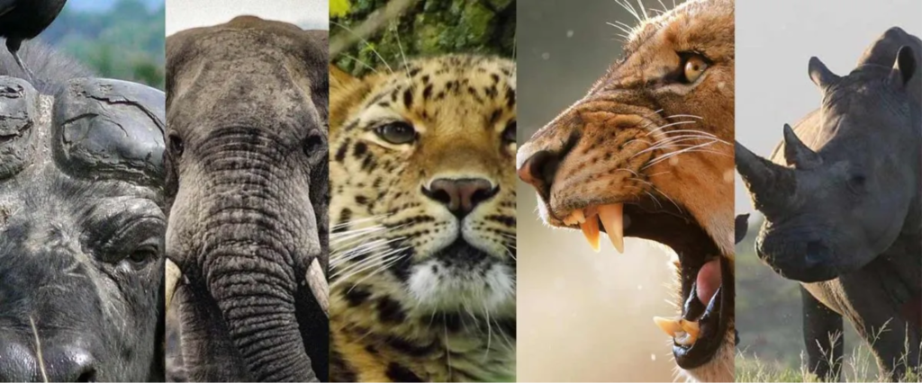 Big five in Uganda, wild animals in uganda