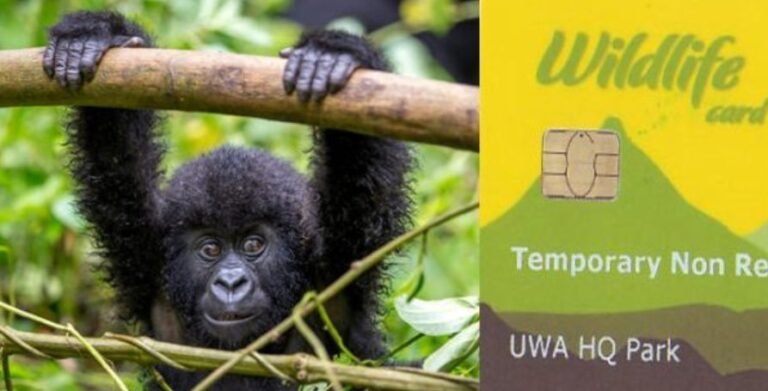 what is Uganda gorilla permit, can you book gorilla permits directly