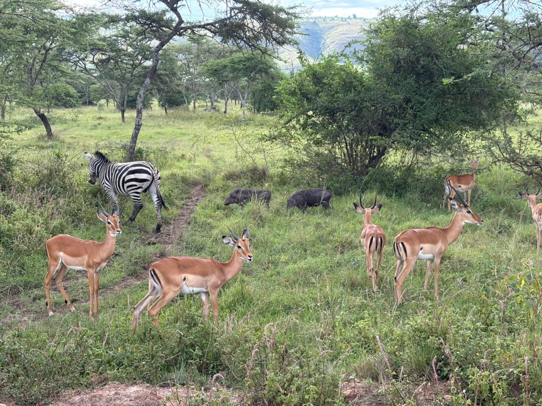 Discover unforgettable Uganda safaris with , wildlife game drives, cultural tours, birding & adventure experiences.