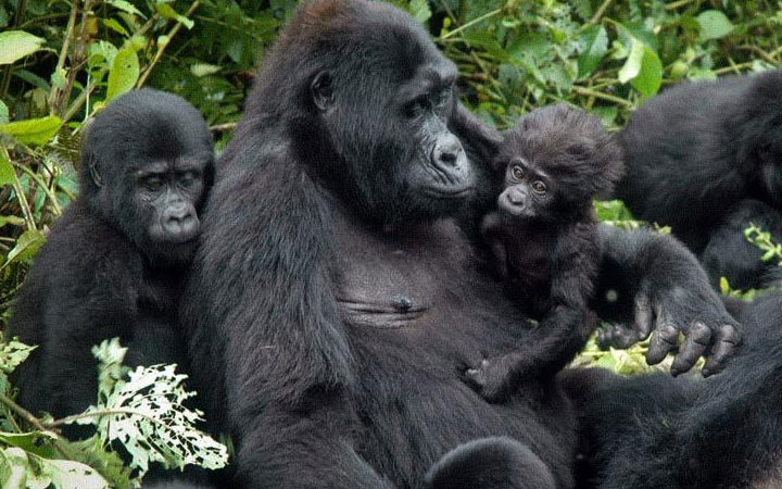 Emotional wildlife encounters are created by gorillas. trekking