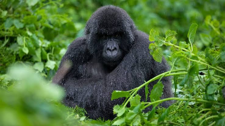 Why Gorilla Trekking Should Be Added to Your Safari Experience, This 4‑day Rwanda Gorilla Safari is designed for travelers who want to experience gorilla trekking while also enjoying Kigali’s cultural highlights and Rwanda’s scenic countryside.