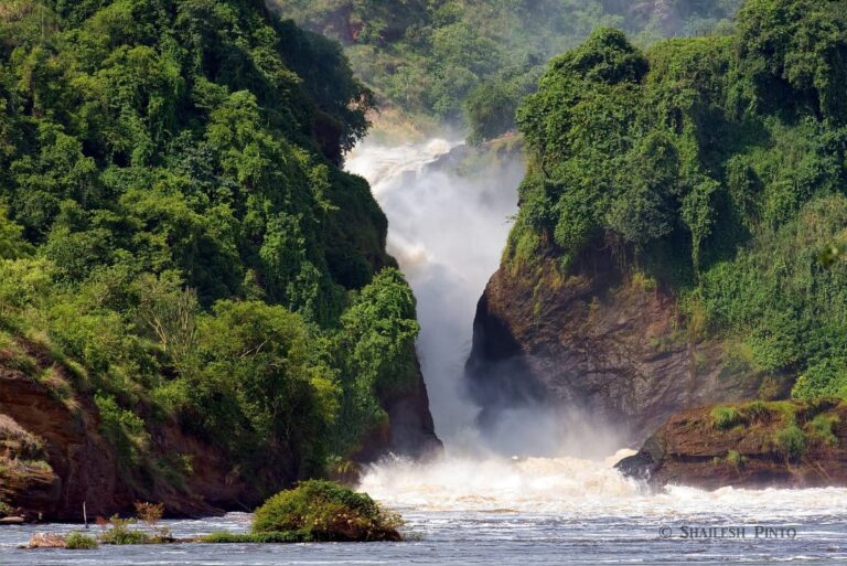 How Much Does It Cost to Go on a Wildlife Safari in Uganda?