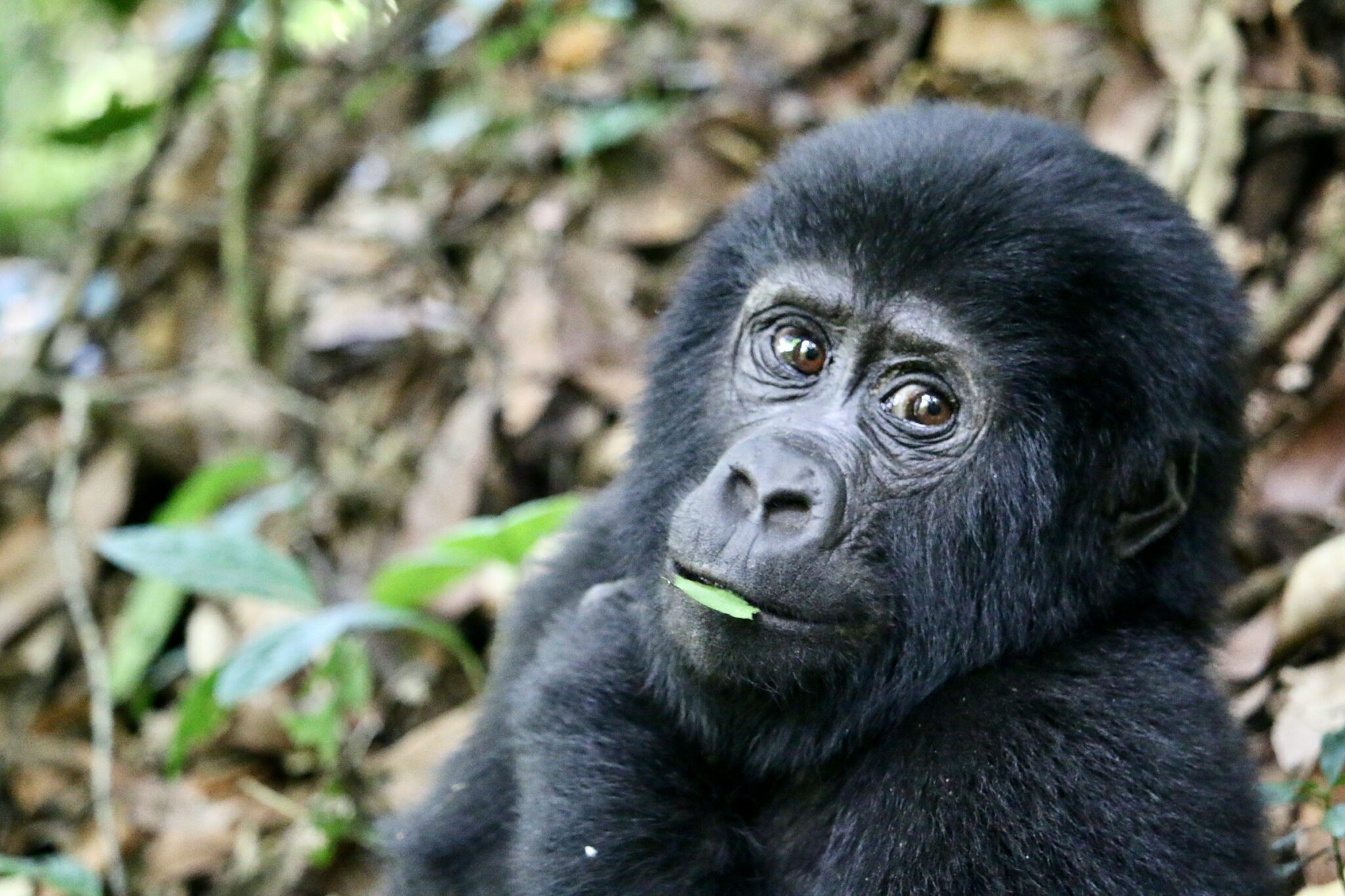 gorilla trekking photography