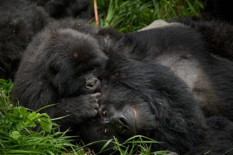 Book Uganda Gorilla Safaris and experience unforgettable gorilla trekking in Bwindi. Explore permits, costs, and best times to visit