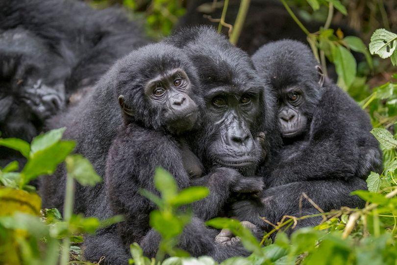 gorilla gave birth to twins, top-15-gefaehrdete-wildtierarten-uganda-ruanda