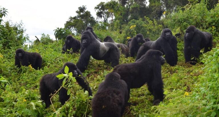 gorilla growing in big numbers, gorilla families in bwindi, Jungle Safaris to Try in Uganda