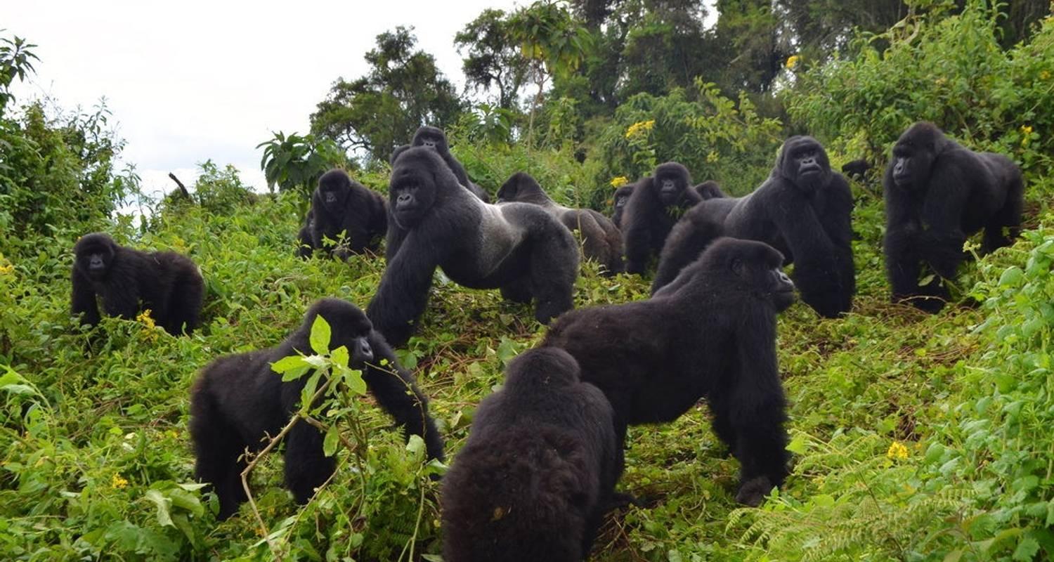 gorilla growing in big numbers, gorilla families in bwindi, Jungle Safaris to Try in Uganda
