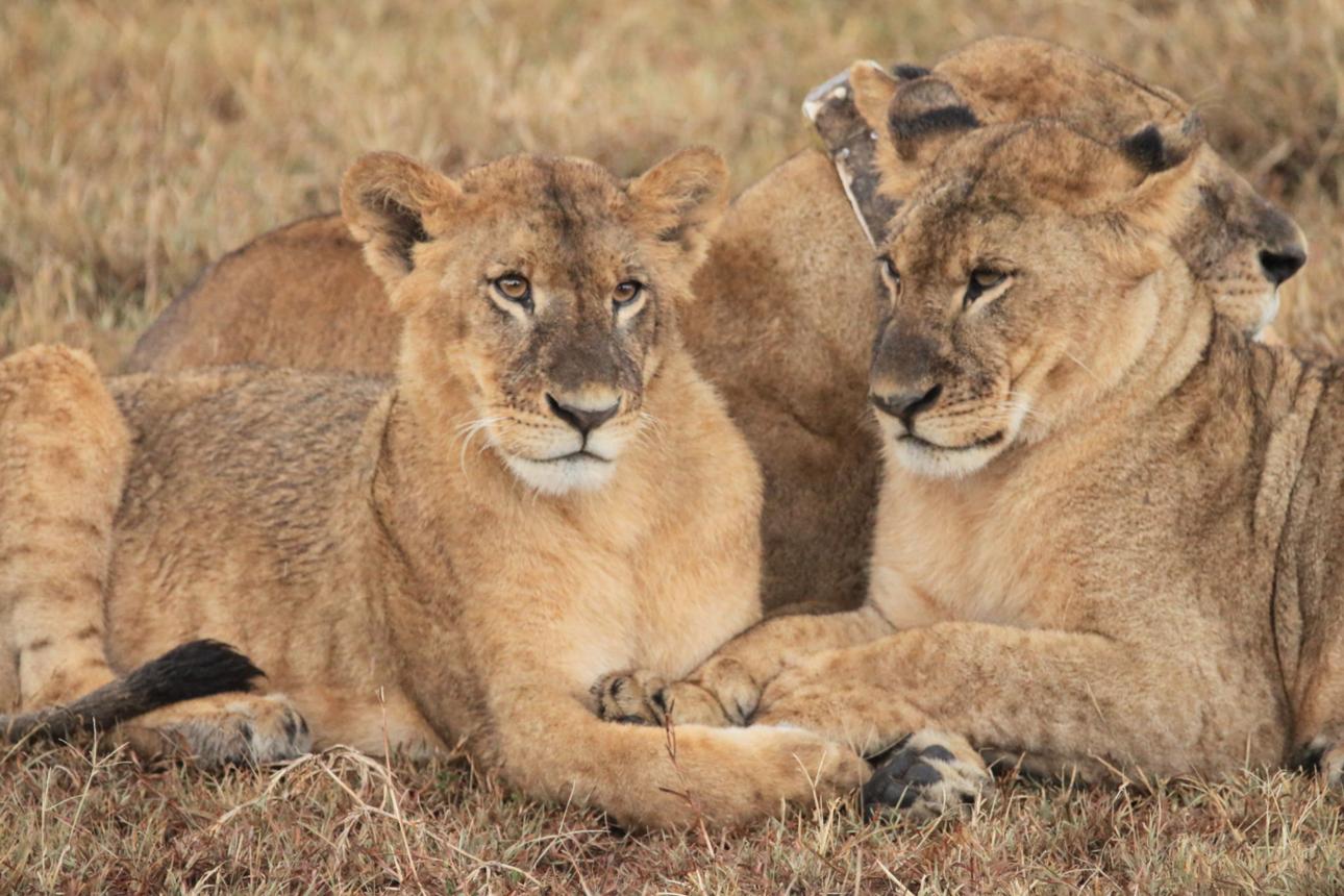 Wildlife viewing remains the primary reason why tourists visit those lions. 