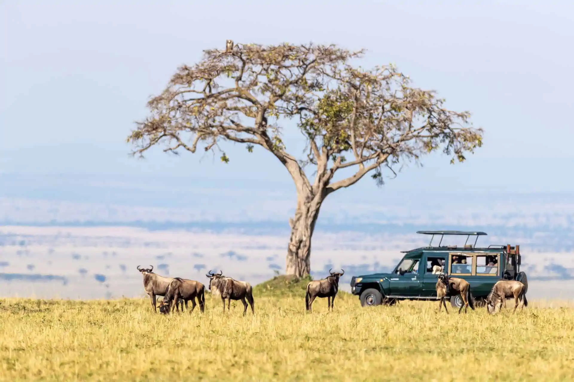drive though the national park to connect to uganda or rwanda for gorilla trekking. 