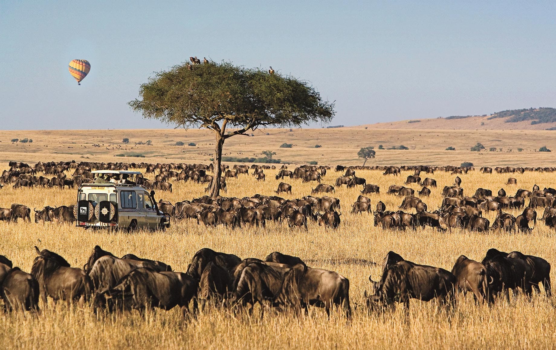 Tourists in a pop-up 4x4 in the park on a safari 