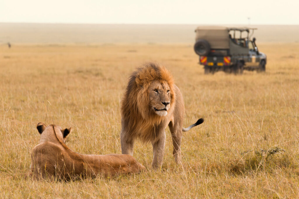 Kenya and tanzania game drives