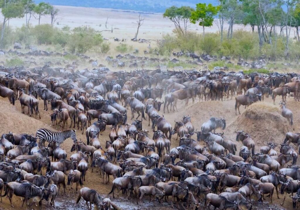 the great migration safari
