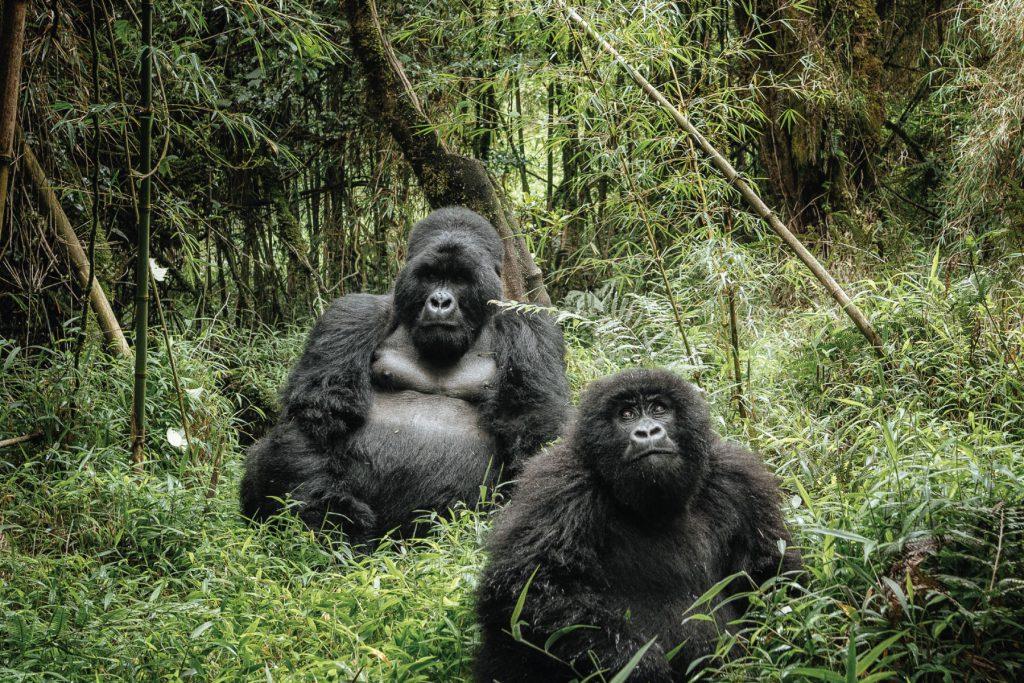 How Hard Is Gorilla Trekking in Rwanda? How Fit Do You Need to Be?