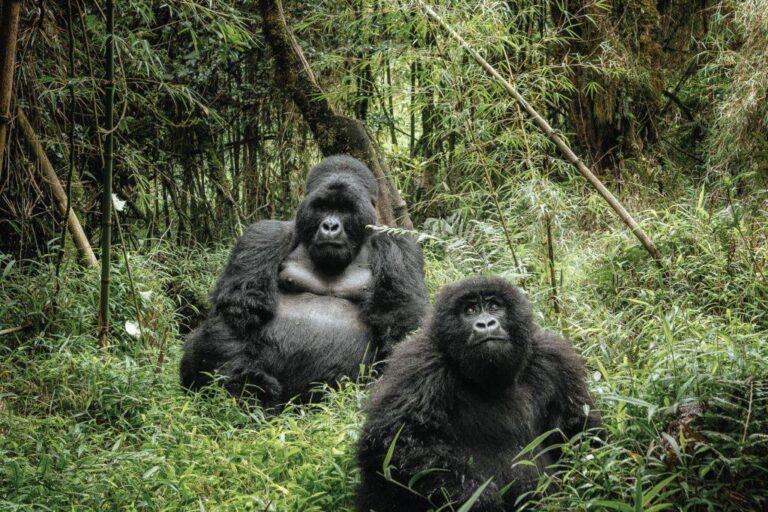 Uganda Gorilla National Parks