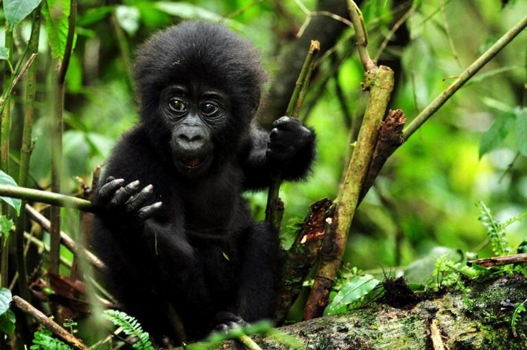 Infant Gorillas enjoys the gift of the day