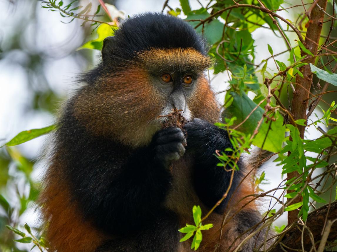 golden monkey during gorilla trekking, Uganda Gorilla Tours: Gorilla Trekking Adventures in Uganda, Berengei Africa Tours