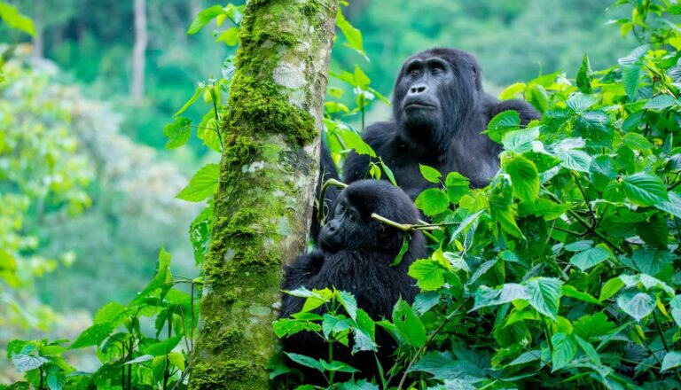 Does Uganda Have Gorillas?