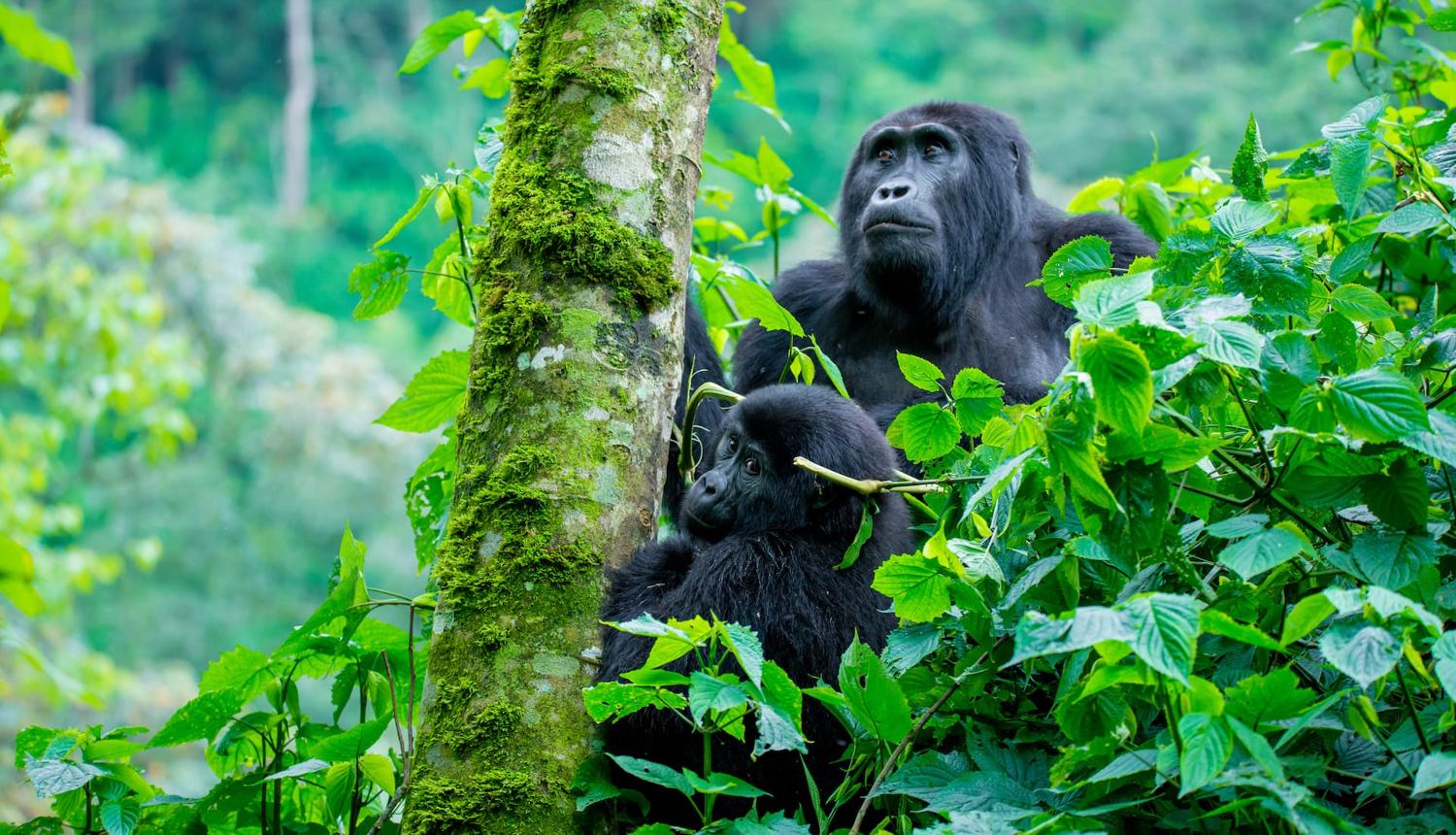 Does Uganda Have Gorillas?