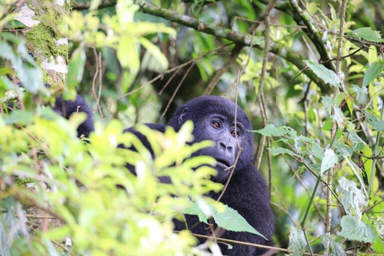 how hard gorilla trekking in Rwanda is?