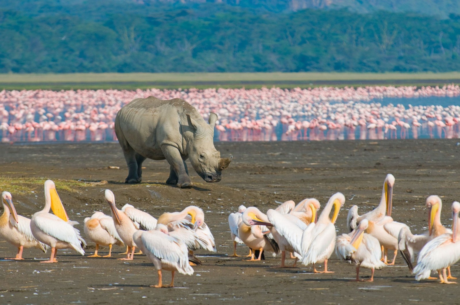 Rhino