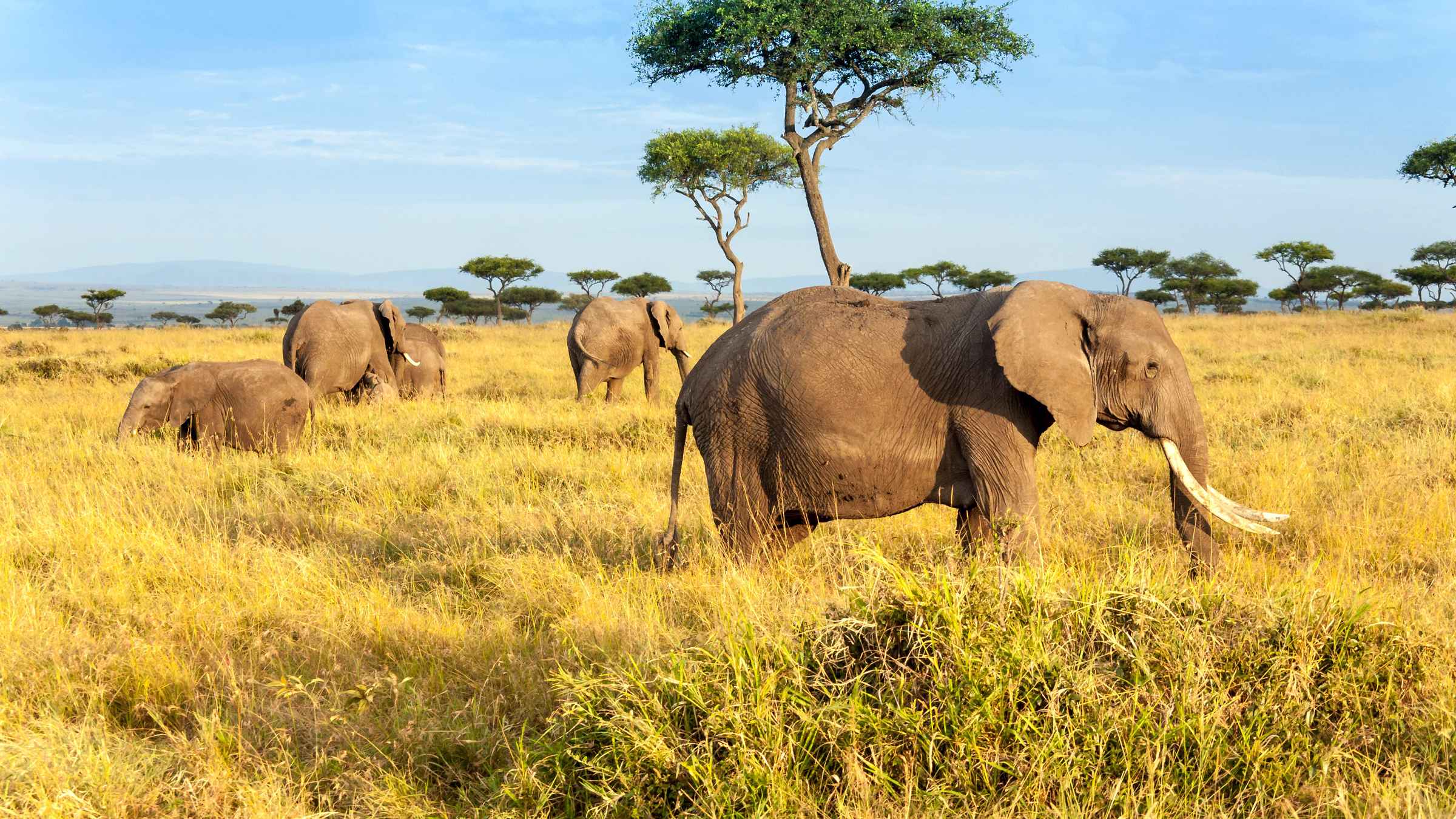 African Elephant