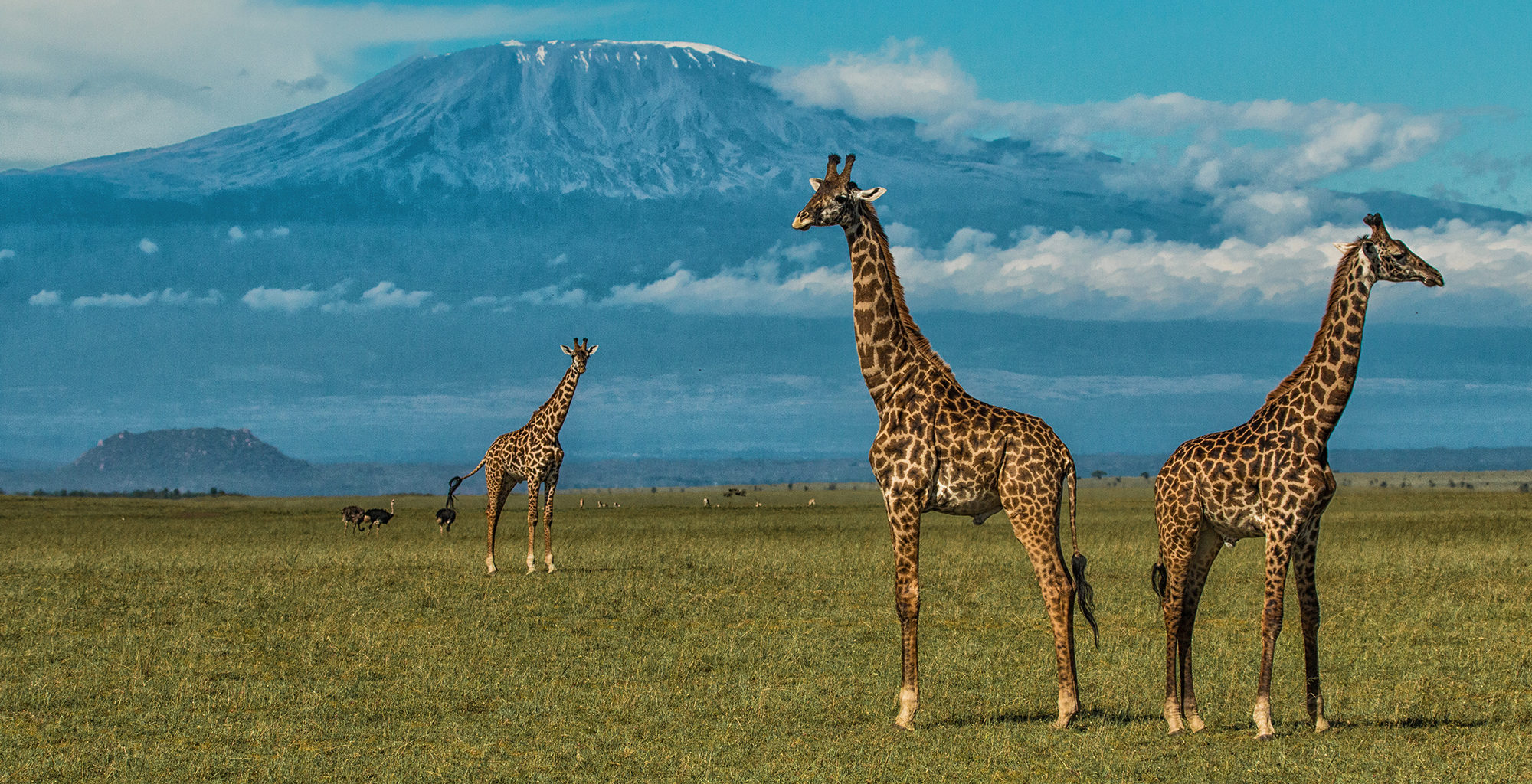 Giraffe