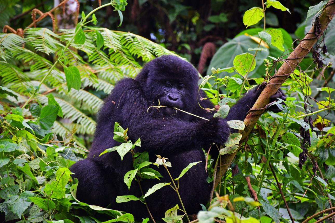 7 Days Gorilla Trekking, Golden Monkey & Queen Elizabeth Safari, Uganda Gorilla Groups: Why Only 8 Visitors Can Visit Each Family.