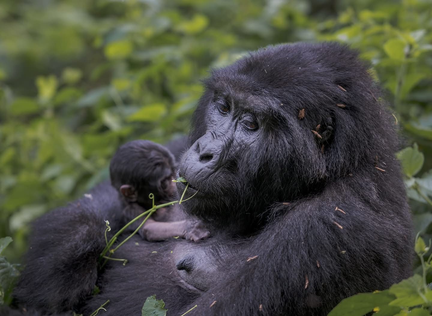 Best Gorilla Trekking Parks in Africa | Ultimate Gorilla Safari