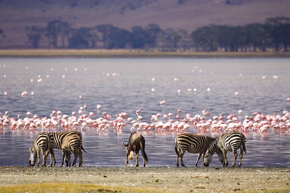 Lake Nakuru National Park - Day 2