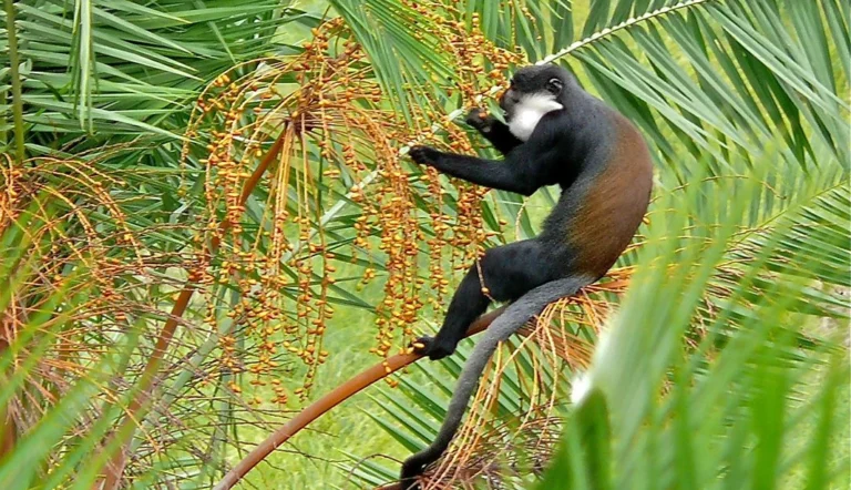 Why Bigodi Wetland Sanctuary Is the Perfect Visit After Chimpanzee Trekking