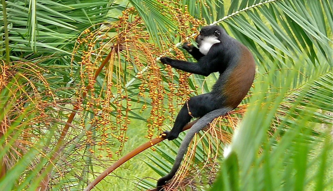 Why Bigodi Wetland Sanctuary Is the Perfect Visit After Chimpanzee Trekking